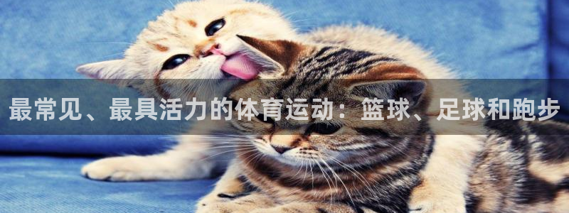 风速体育nba免费直播：最常见、最具活力的体育运动：篮球、足球和跑步